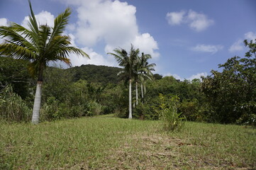 Fototapeta na wymiar 西表島の遊歩道の風景