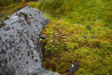 Ground covered with green moss and flowers and stones. Arctic summer on Spitsbergen.