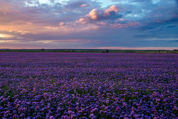 Fototapeta na wymiar Beautiful sunset over a field of blooming phacelia, a landscape reminiscent of lavender fields