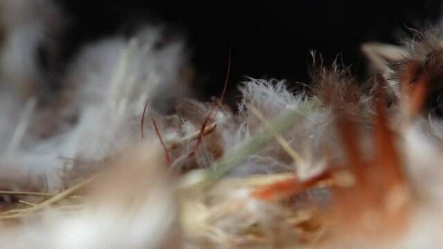 Plucked Duck Feathers Lying on Earth. Strong Wind. Close-up. Feathers Scatter in Different Sides. Sehon of Hunt. Nipping Caught Ducks. Abstract Plan. Wild nature. Killings of Wild Animals. Hunting