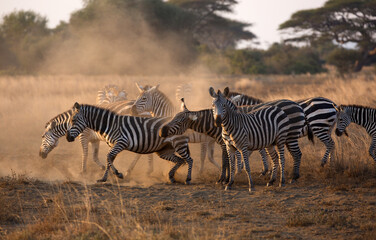 A heard of Zebra (Equus quagga) in the later afternoon rolling in the red dirt of Kenya.
