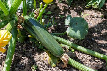 Obraz premium Zucchini im Garten