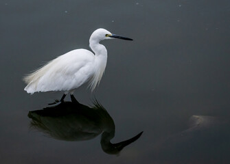 A Great Egret in a lake, Rajasthan, India
