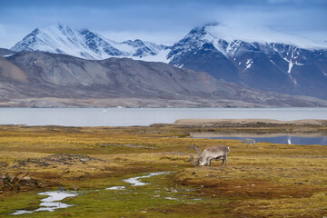 Spitsbergen reindeer standing in the Arctic tundra and eating moss. The fjord an mountains in the background. Location is Ny-Ålesund at 79 degree North.