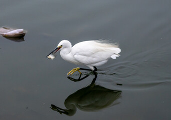 Great egret catching a fish, Rajasthan, India