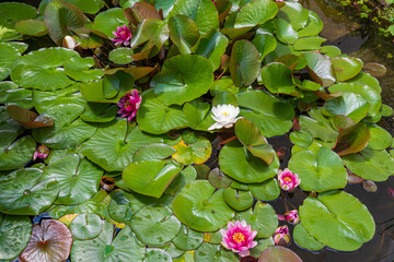 Teich mit vielen Seerosen