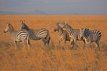 Fototapeta na wymiar A heard of Zebra (Equus quagga) in the later afternoon, Kenya.
