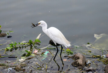 Great egret catching a fish, Rajasthan, India