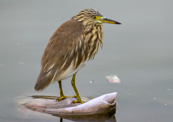 Indian pond heron (Ardeola grayii),  Rajasthan, India