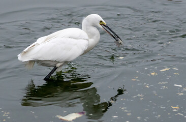 Great egret catching a fish, Rajasthan, India