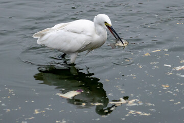 Great egret catching a fish, Rajasthan, India