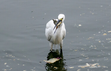 Great egret catching a fish, Rajasthan, India
