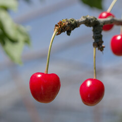 Cherries hanging on a branch