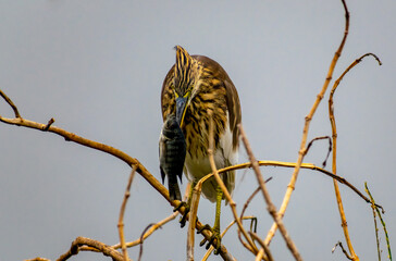 Indian pond heron (Ardeola grayii) with a fish in it's beak, Rajasthan, India