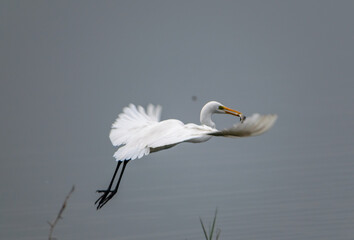 Great egret in flight with a fish in its beak, Bharatpur Bird Sanctuary