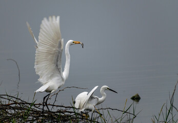 Great egret in flight with a fish in its beak, Bharatpur Bird Sanctuary