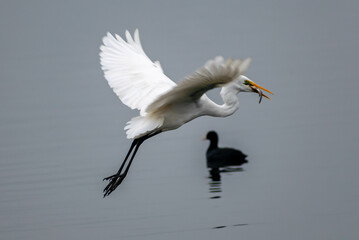 Great egret in flight with a fish in its beak, Bharatpur Bird Sanctuary