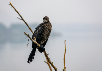	
Flightless cormorants sitting on a branch, India
