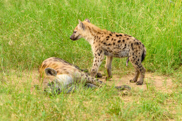 Portrait of a spotted hyaena (Crocuta crocuta) relaxing on a road in the Kruger National Park,...