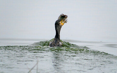 Flightless cormorants hunting fish in a lake, India