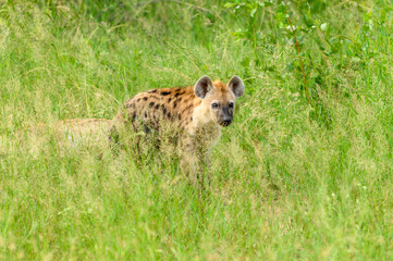 Portrait of a spotted hyaena (Crocuta crocuta) relaxing on a road in the Kruger National Park, South Africa.