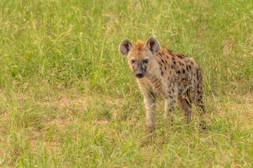 Portrait of a spotted hyaena (Crocuta crocuta) relaxing on a road in the Kruger National Park, South Africa.