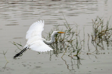 A Great Egret in flight over a lake, Rajasthan, India