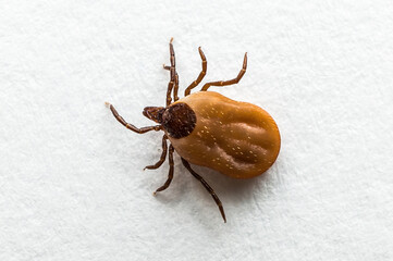 Tick filled with blood crawling on white paper