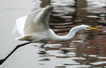 A Great Egret in flight over a lake, Rajasthan, India