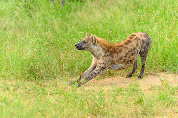 Portrait of a spotted hyaena (Crocuta crocuta) relaxing on a road in the Kruger National Park, South Africa.