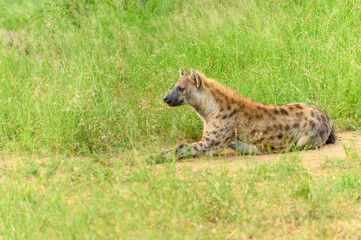 Portrait of a spotted hyaena (Crocuta crocuta) relaxing on a road in the Kruger National Park, South Africa.