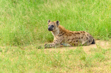 Portrait of a spotted hyaena (Crocuta crocuta) relaxing on a road in the Kruger National Park, South Africa.