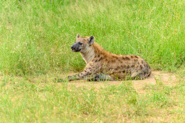 Portrait of a spotted hyaena (Crocuta crocuta) relaxing on a road in the Kruger National Park, South Africa.