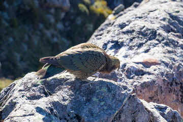 Kea bird standing on a rock on the top of sealy tarns track in mount cook in south island in new zealand. Shallow Depth of field.