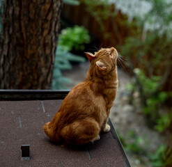 red cat walks on the roof