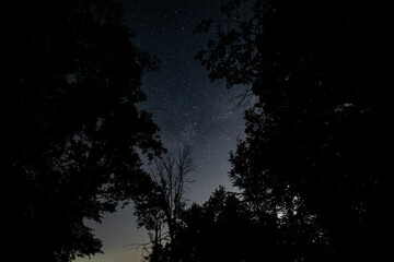 Star and milky way in forest at night