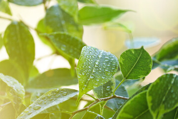 Selective focus. Ficus tree leaves in large drops of water. Weeping fig, benjamin fig (Ficus benjamina). Close-up. Natural background.