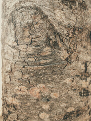 Beautiful view of closeup gray-brown tree bark texture. Stories vertical format. Ideal for use in the design, wallpaper and background