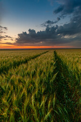 Summer agricultural landscape with wheat field © firewings