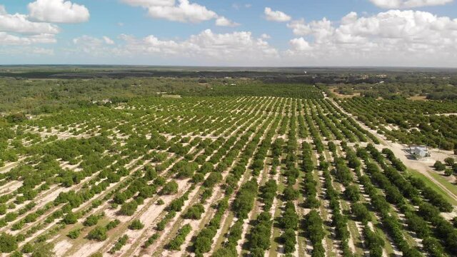 Aerial view of orange grove. Florida farming