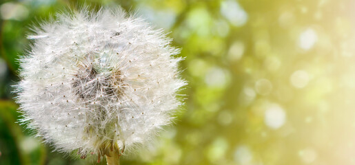 Dandelion with fluffy seeds, blurred backdrop. Round bloom dandelion head. Summer background. Close-up.