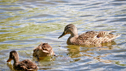 Mother Mallard (Anas platyrhynchos) swims with her ducklings in the lake. Wild ducks in their natural environment. The object of sports hunting.