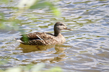 Female Mallard (Anas platyrhynchos) swims in the lake. Wild ducks in the natural environment. The object of sports hunting.