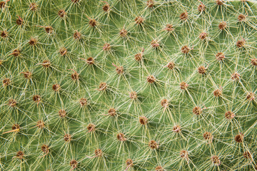 Close-up of cactus needles. Background, texture. Natural pattern, geometry.