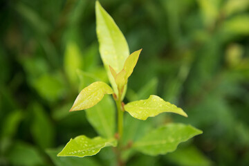 Bay leaf plant close-up. The leaves by rain drops. Freshness and rapid growth. Spicy seasoning.