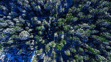 Coniferous pine forest mountain Carpathian mountains aerial photography snow.