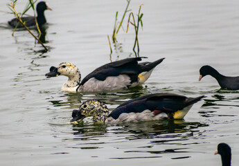 Ducks swimming in a lake in India