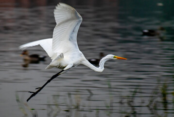 A Great Egret in flight over a lake, Rajasthan, India