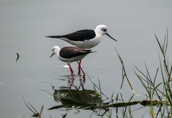 Black Winged Stilt in a lake, India