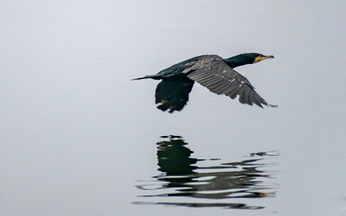 Cormorants flying over a lake in India